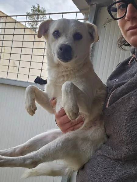 Boris 1 anno taglia piccola  | Foto 1