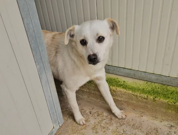 Boris 1 anno taglia piccola 