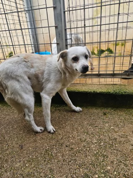 Boris 1 anno taglia piccola  | Foto 0