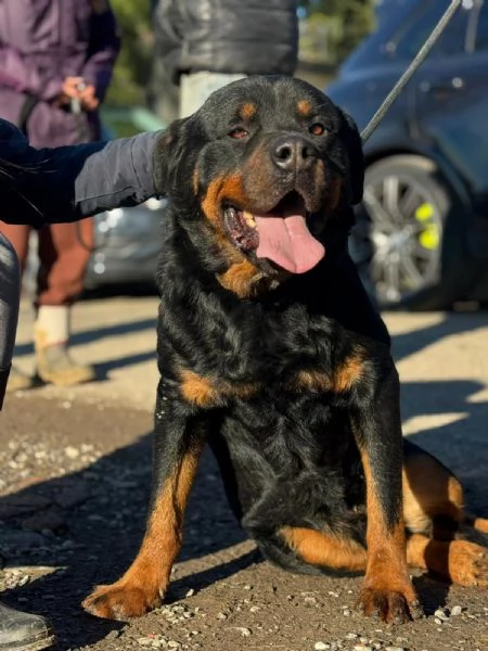 Ares rottweiler socievole equilibrato 