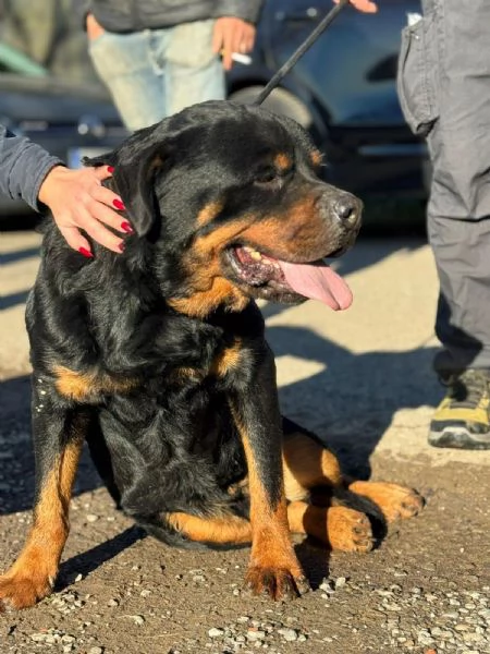 Ares rottweiler socievole equilibrato  | Foto 5
