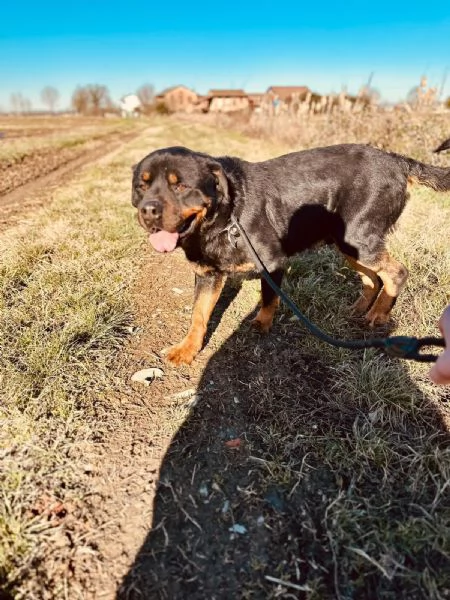 Ares rottweiler socievole equilibrato  | Foto 4