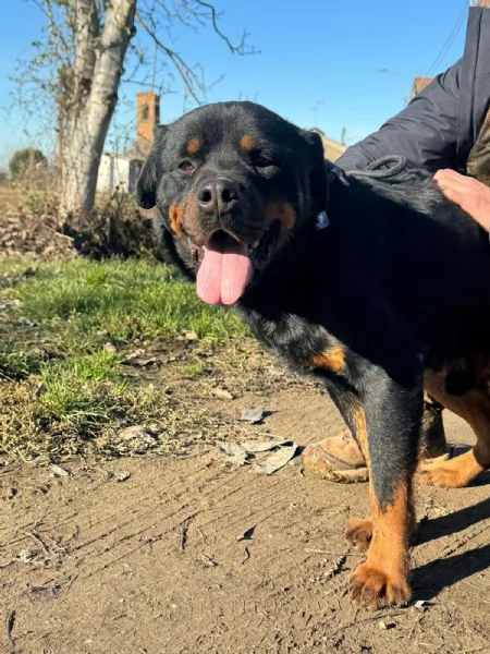 Ares rottweiler socievole equilibrato  | Foto 3