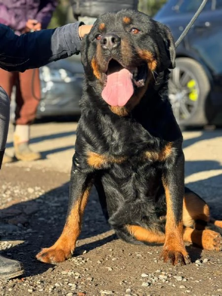 Ares rottweiler socievole equilibrato  | Foto 1