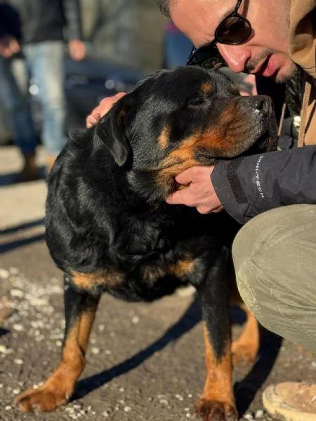 Ares rottweiler socievole equilibrato  | Foto 0