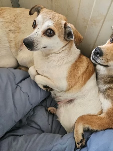 Dixie 4 anni 6 kg Timida ma dolce