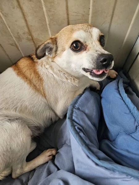 Dixie 4 anni 6 kg Timida ma dolce | Foto 2