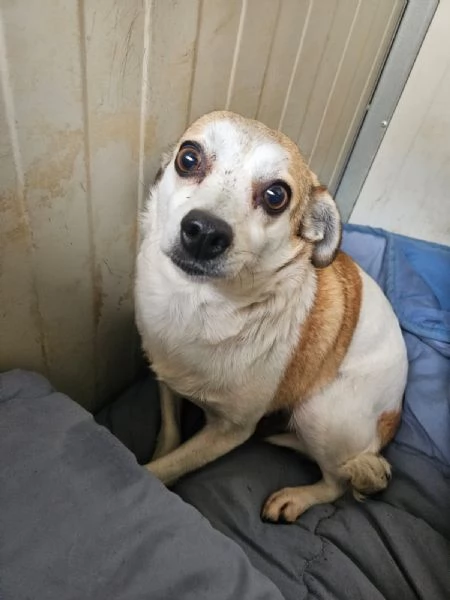 Dixie 4 anni 6 kg Timida ma dolce | Foto 1