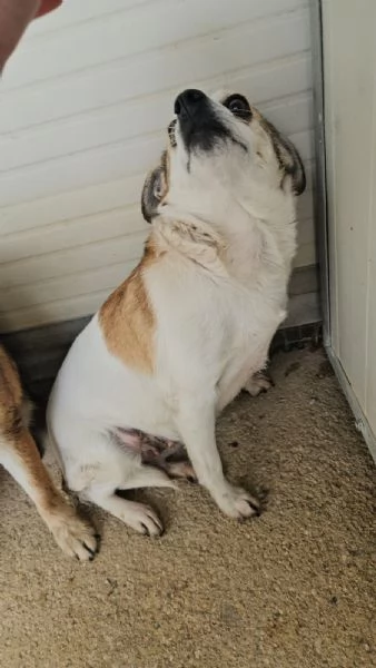 Dixie 4 anni 6 kg Timida ma dolce | Foto 0