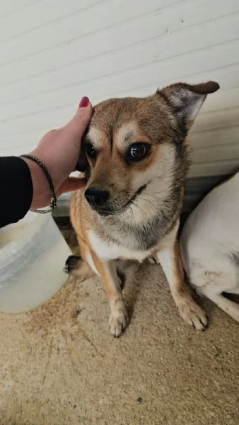 Jenna taglia piccola super dolce  | Foto 1