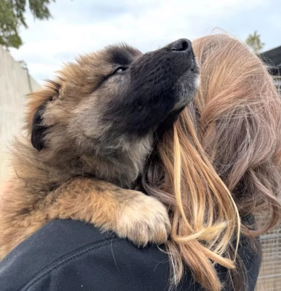 Bobby 4 mesi taglia grande 