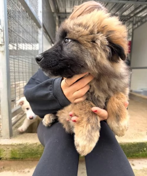 Bobby 4 mesi taglia grande  | Foto 4