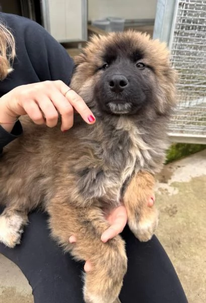 Bobby 4 mesi taglia grande  | Foto 3