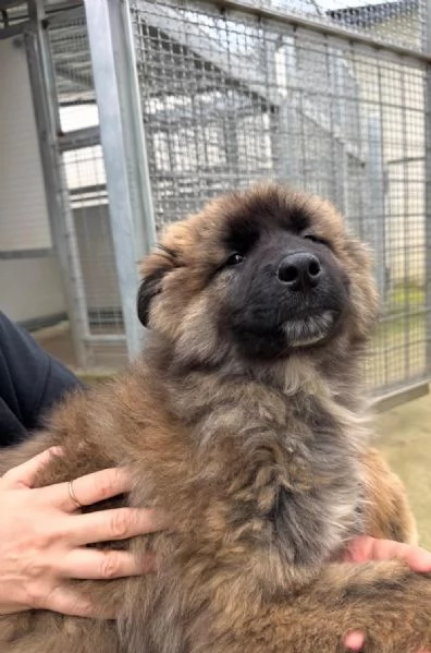 Bobby 4 mesi taglia grande  | Foto 2