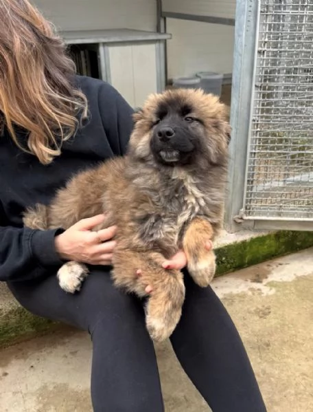 Bobby 4 mesi taglia grande  | Foto 1