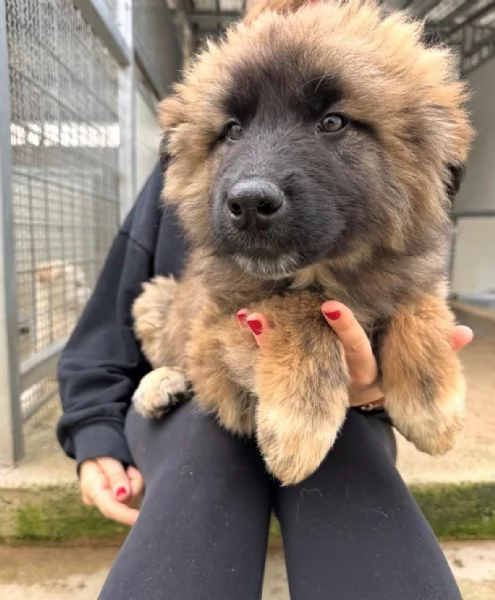 Bobby 4 mesi taglia grande  | Foto 0