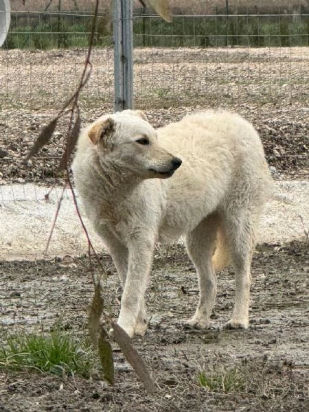 Micky giovane pastorina equilibrata socievole  | Foto 1