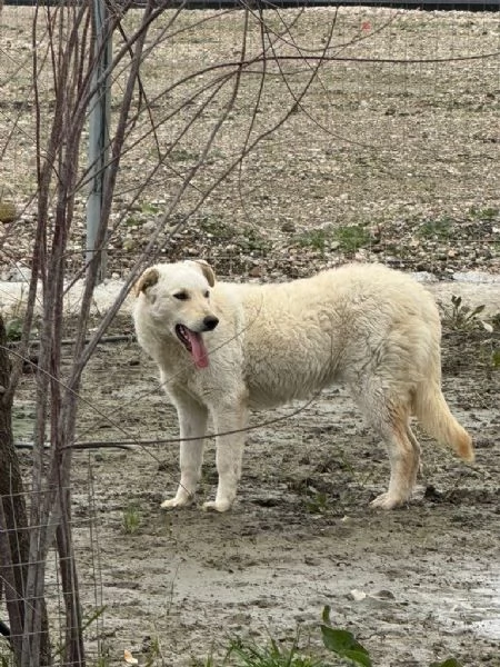 Micky giovane pastorina equilibrata socievole  | Foto 0