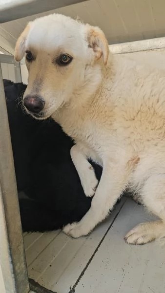 Micky giovane pastorina equilibrata socievole 