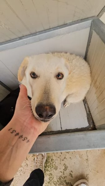 Micky giovane pastorina equilibrata socievole  | Foto 1