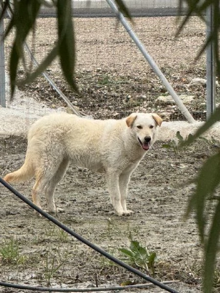 Micky giovane pastorina equilibrata socievole 