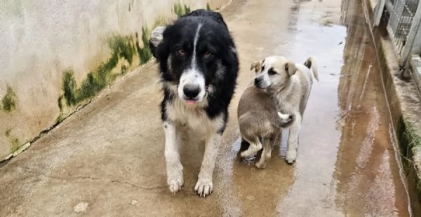 Giardino 2 mesi taglia media  | Foto 6