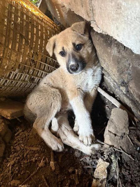 Giardino 2 mesi taglia media 