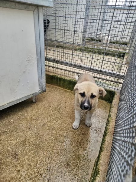 Giardino 2 mesi taglia media  | Foto 5