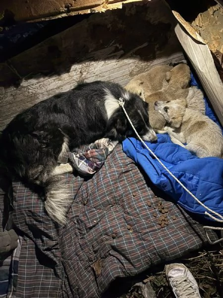 Giardino 2 mesi taglia media  | Foto 4