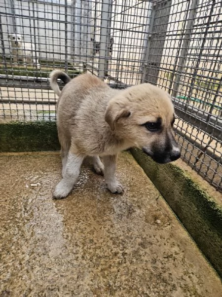 Giardino 2 mesi taglia media  | Foto 2