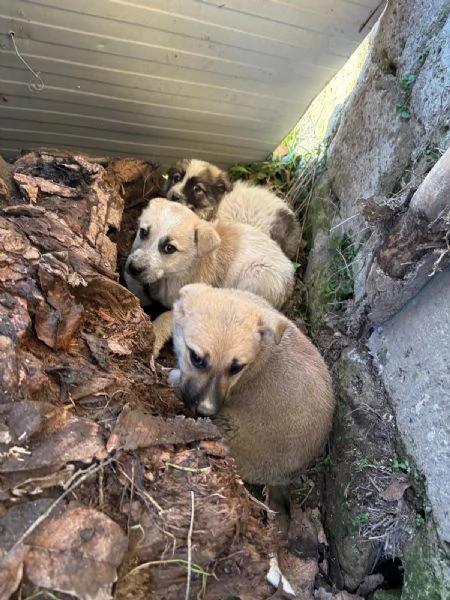 Giardino 2 mesi taglia media  | Foto 0