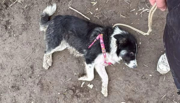 Rosalia giovane mammina equilibrata dolcissima  | Foto 4