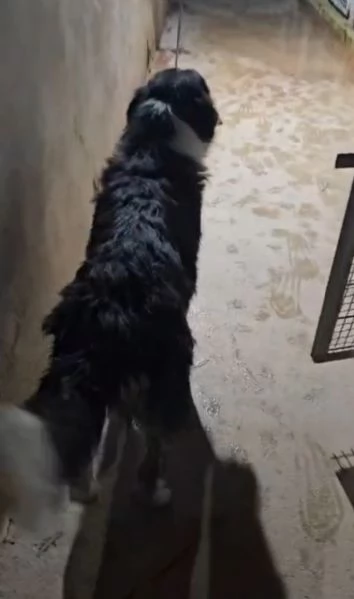 Rosalia giovane mammina equilibrata dolcissima  | Foto 3