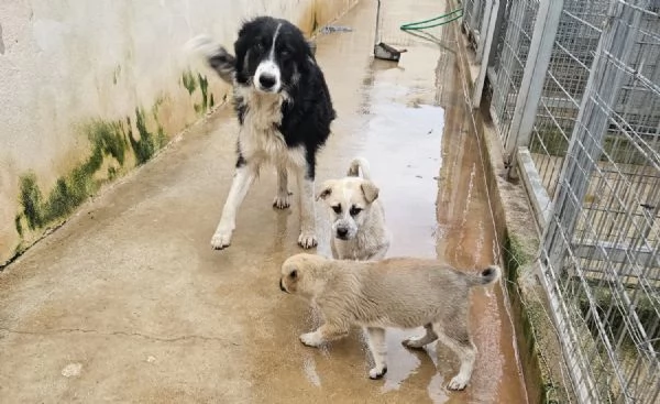 Rosalia giovane mammina equilibrata dolcissima  | Foto 1