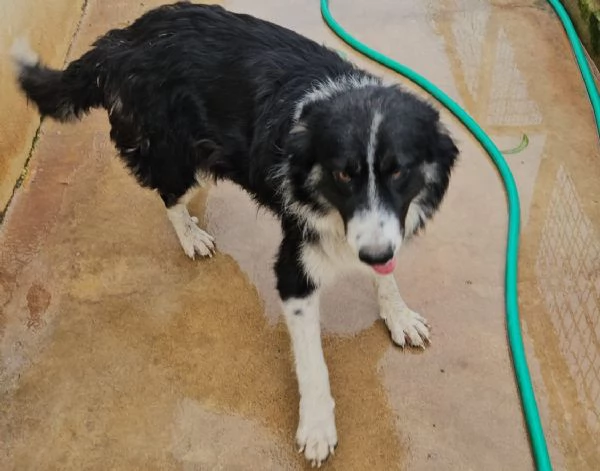 Rosalia giovane mammina equilibrata dolcissima  | Foto 0