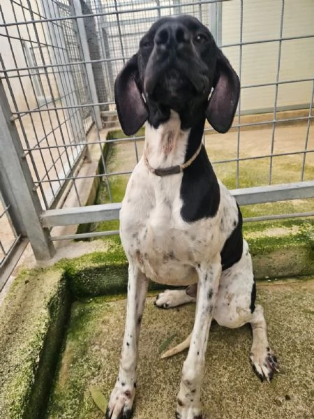 Valentino pointerino dolcissimo con tutti  | Foto 3