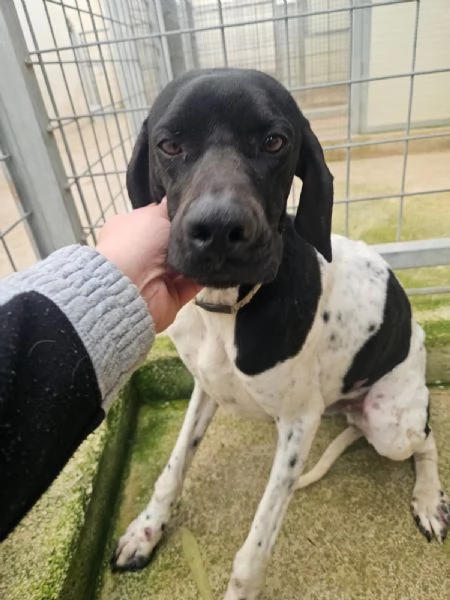 Valentino pointerino dolcissimo con tutti 