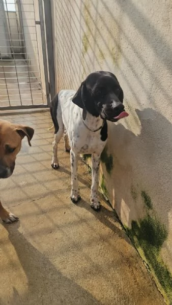 Valentino pointerino dolcissimo con tutti  | Foto 3