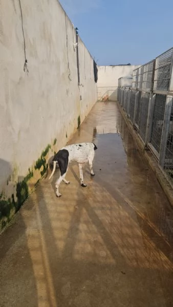 Valentino pointerino dolcissimo con tutti  | Foto 2