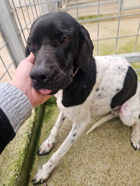 Valentino pointerino dolcissimo con tutti  | Foto 1