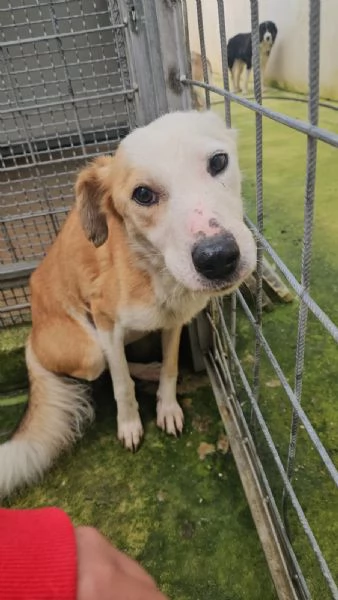 Gemma dolce e sensibile 