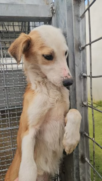 Gemma dolce e sensibile  | Foto 3