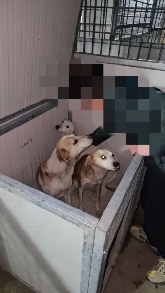 Gemma dolce e sensibile  | Foto 1