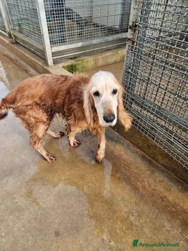 Mya cockerina anziana dolcissima 