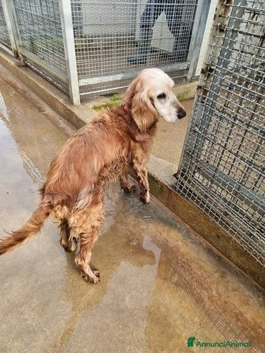 Mya cockerina anziana dolcissima  | Foto 1