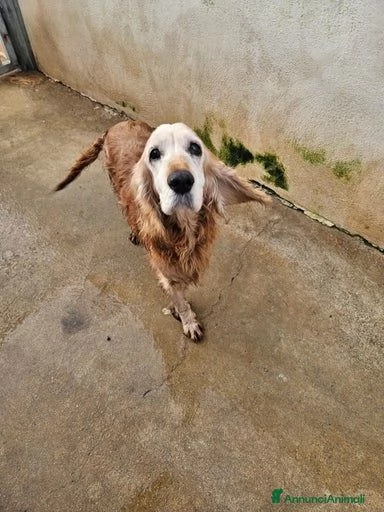 Mya cockerina anziana dolcissima  | Foto 0
