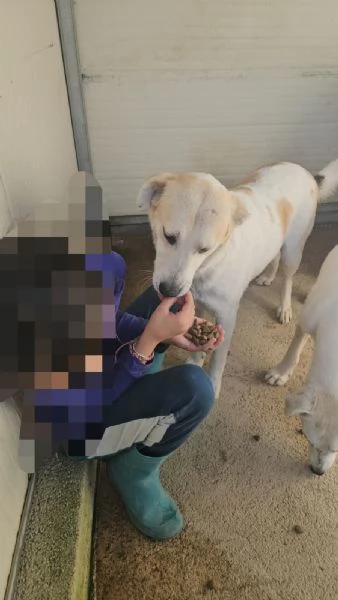 Gerry equilibrato docile socievole  | Foto 6