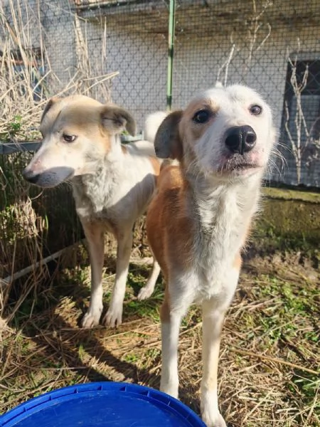 Gerry equilibrato docile socievole  | Foto 6