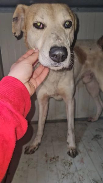 Gerry equilibrato docile socievole  | Foto 5