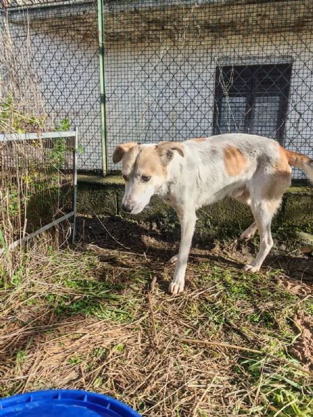 Gerry equilibrato docile socievole  | Foto 3